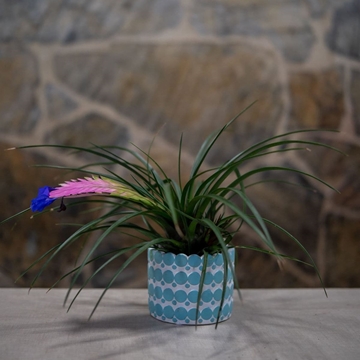 Tilandsia Cyanea - Imagen 1
